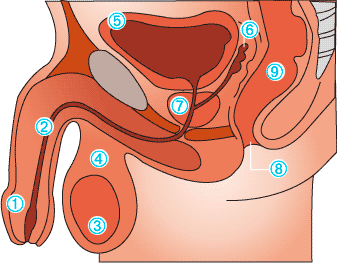 normal prostate size in cc for 50 year old